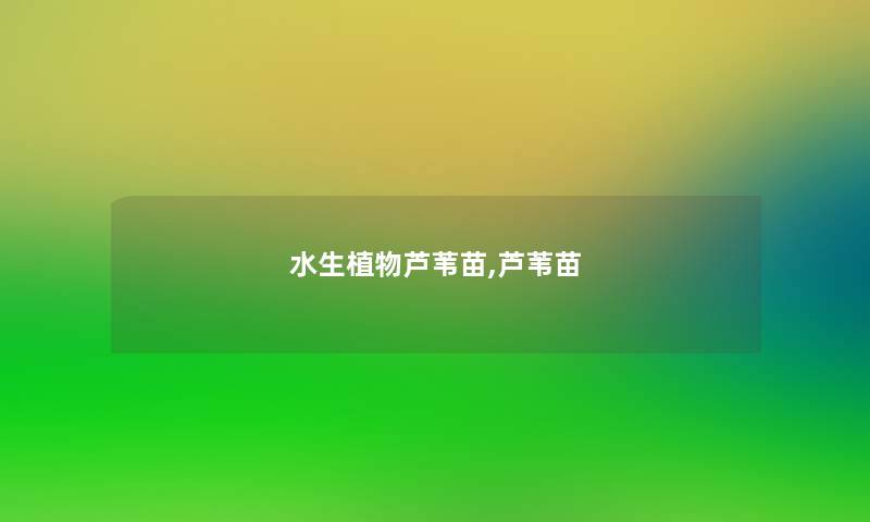 水生植物芦苇苗,芦苇苗
