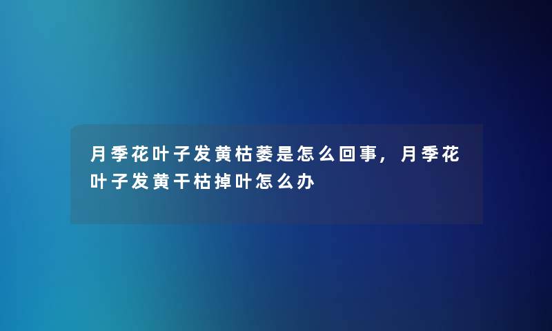 月季花叶子发黄枯萎是怎么回事,月季花叶子发黄干枯掉叶怎么办 月季花叶子发黄枯萎是怎么回事,月季花叶子发黄干枯掉叶怎么办