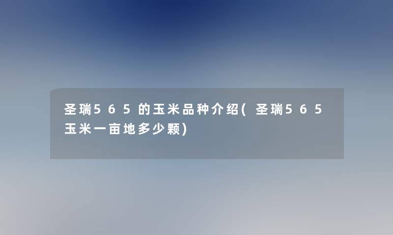圣瑞565的玉米品种介绍(圣瑞565玉米一亩地多少颗)